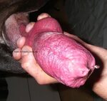 Dog huge cock 🌈 Animal Porn and Beastiality Image Board - Po